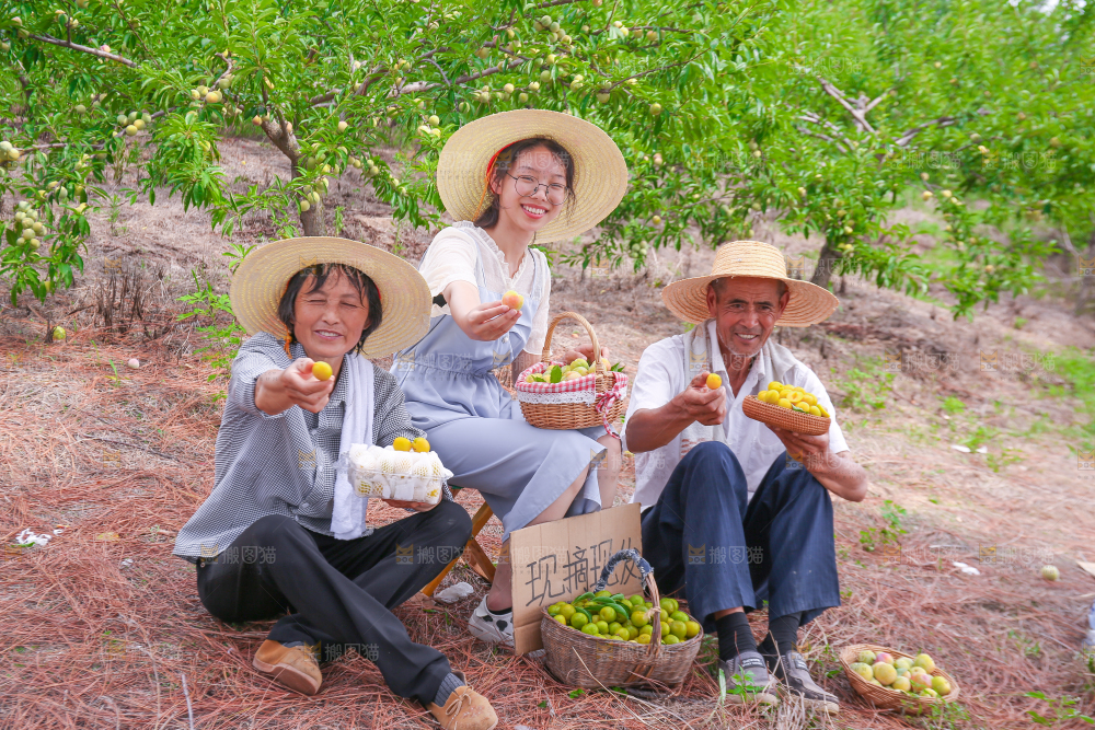农民手上拿着新鲜冰糖李