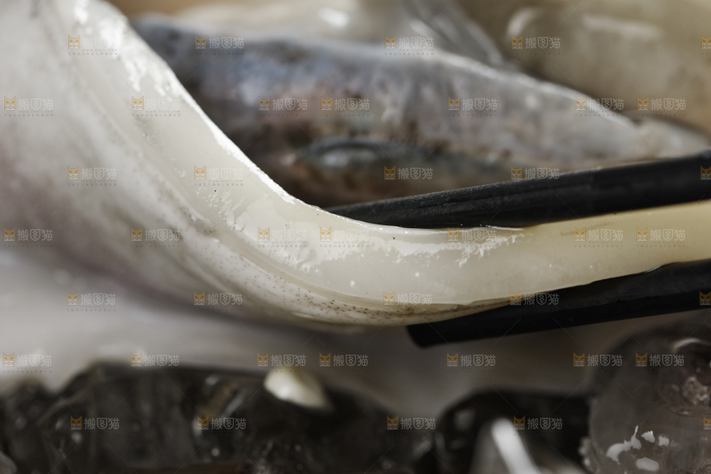 新鲜的野生大墨鱼