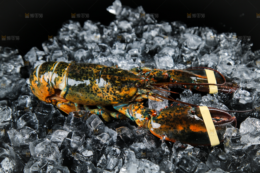 黑底上放着波士顿龙虾