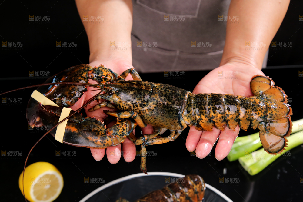 手上捧着澳洲龙虾