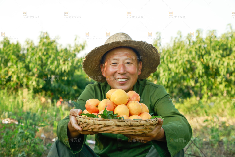 农民手上端着一筐黄油桃