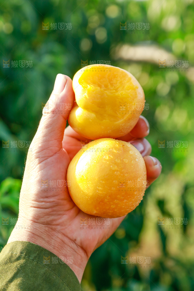 黄油桃