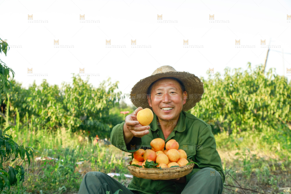 农民手上端着一筐黄油桃