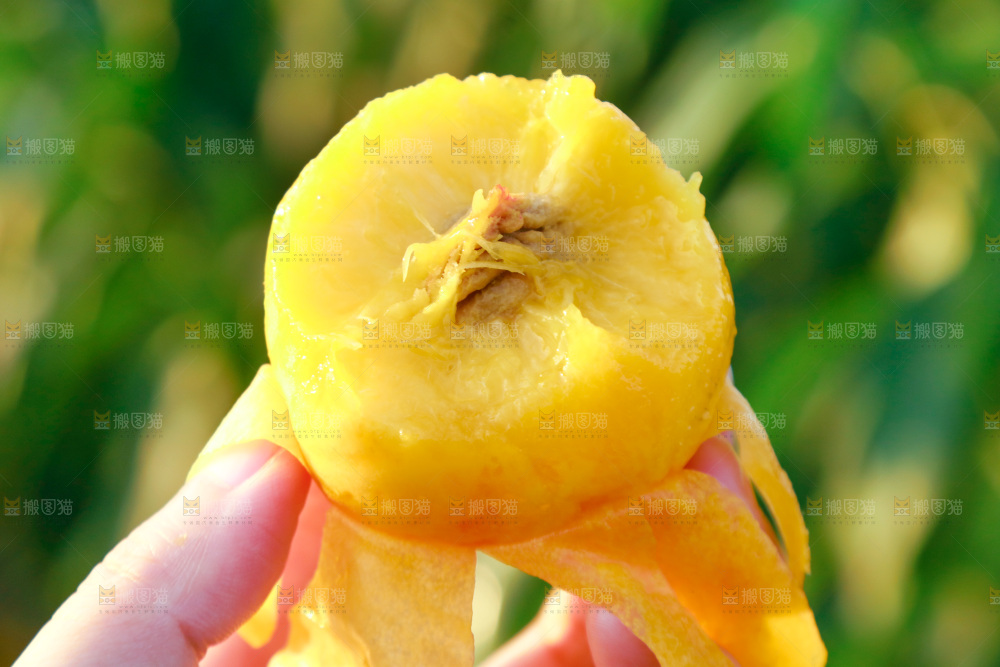 手上拿着黄心油桃