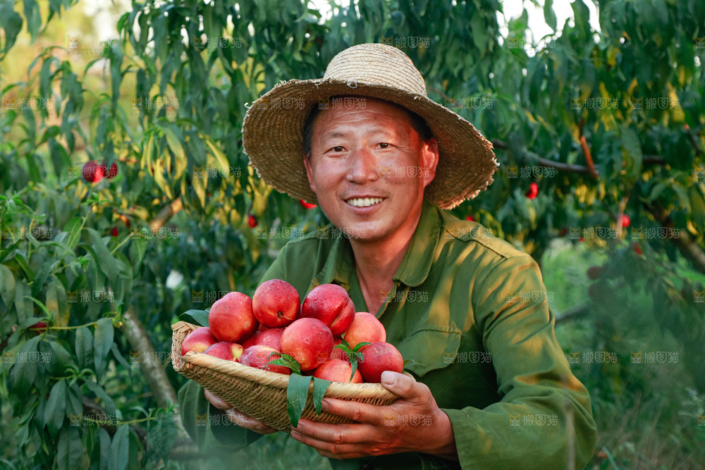 农民手上抱着一筐黄心油桃