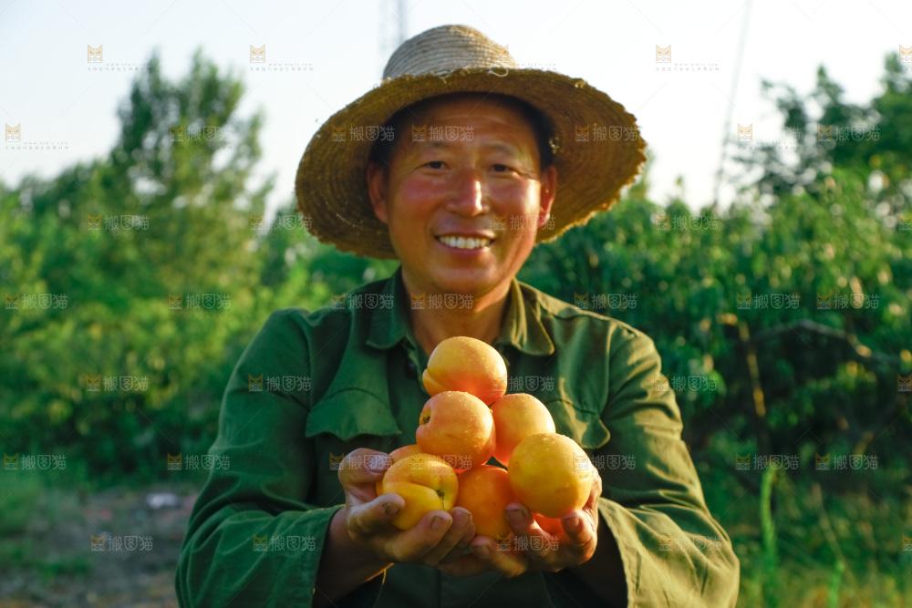 农民手上捧着一堆黄油桃