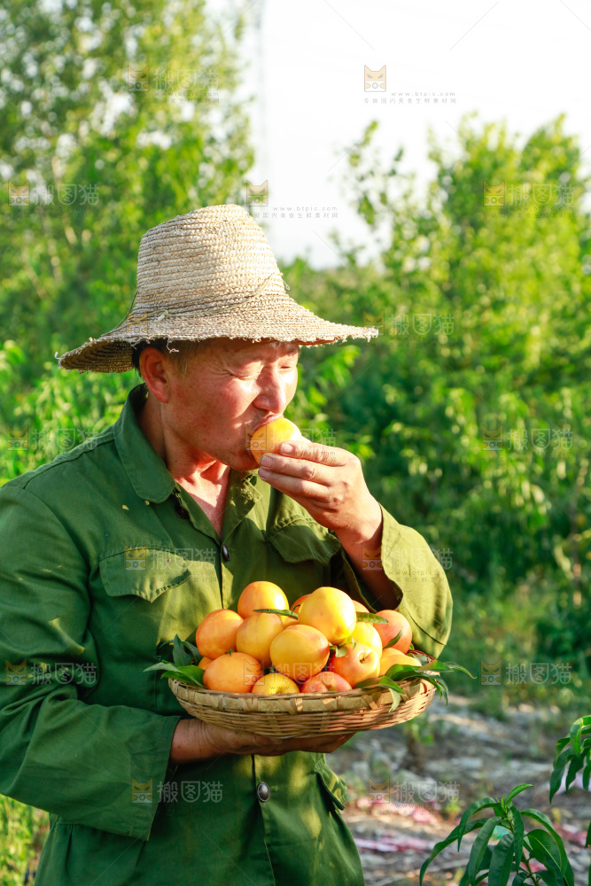 农民正在吃黄油桃