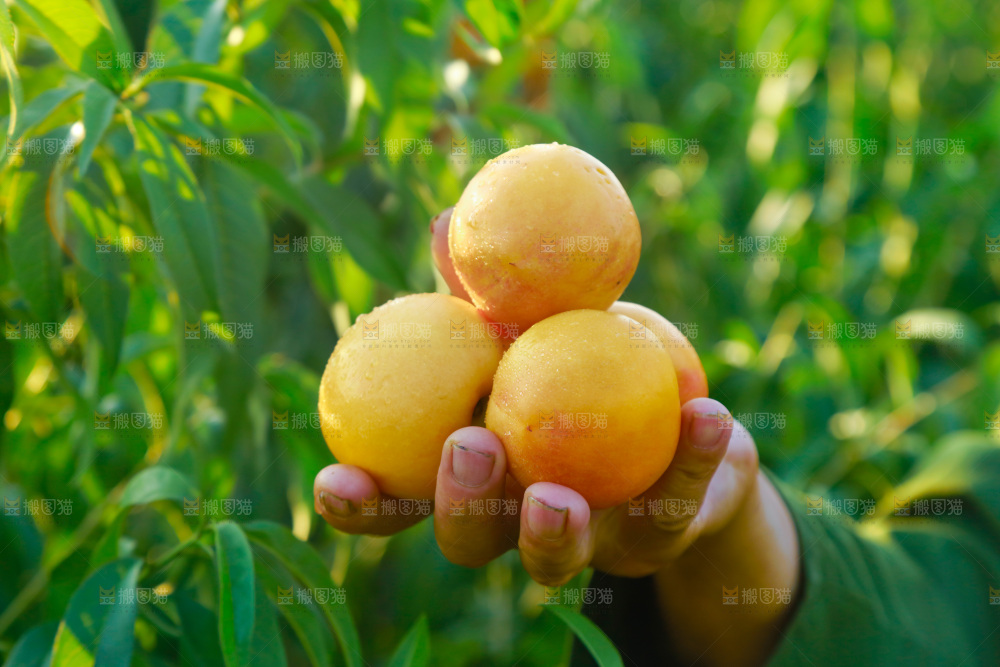 手上拿着黄油桃