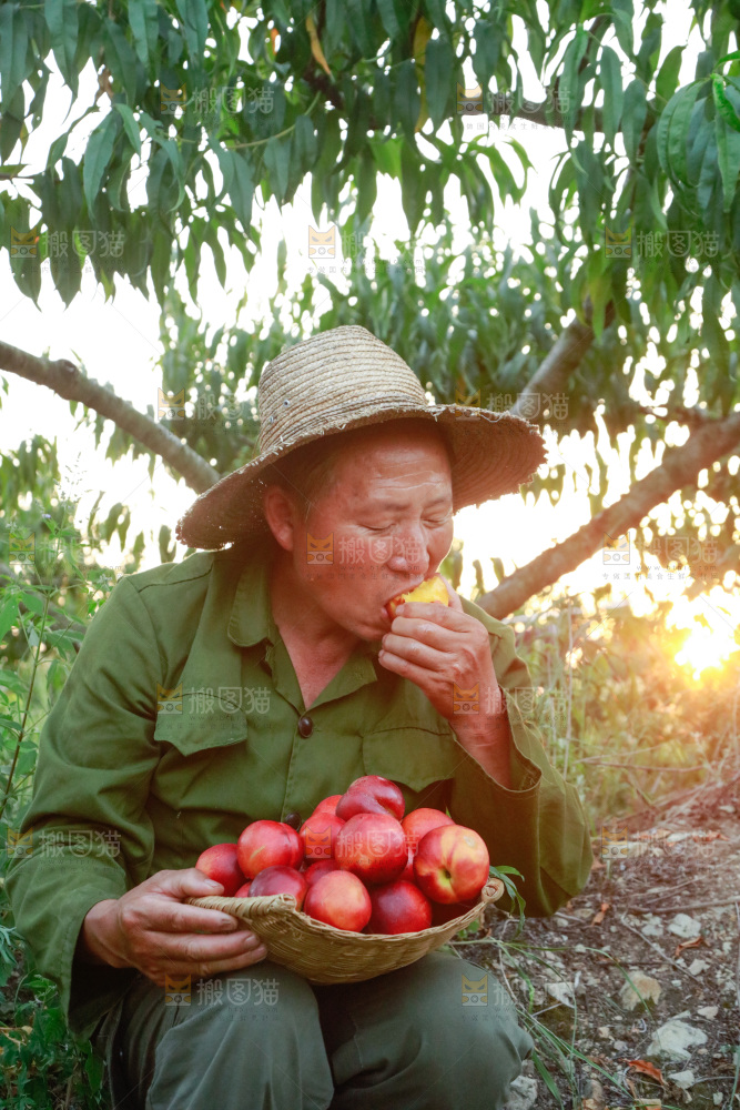 农民手上拿着红油桃