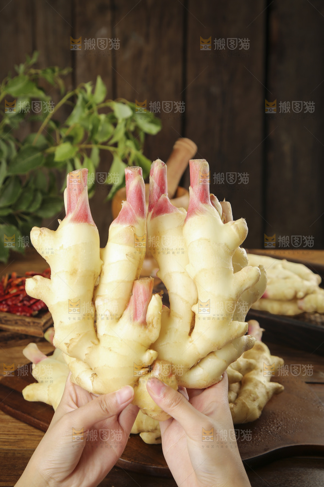 手上拿着的红芽姜