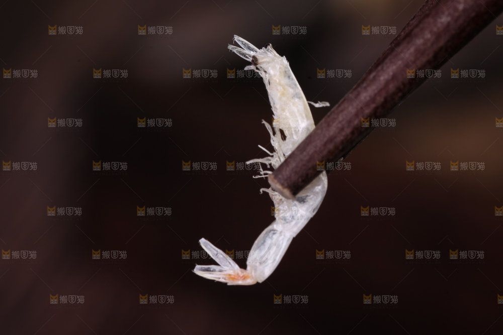 筷子上夹着的虾皮