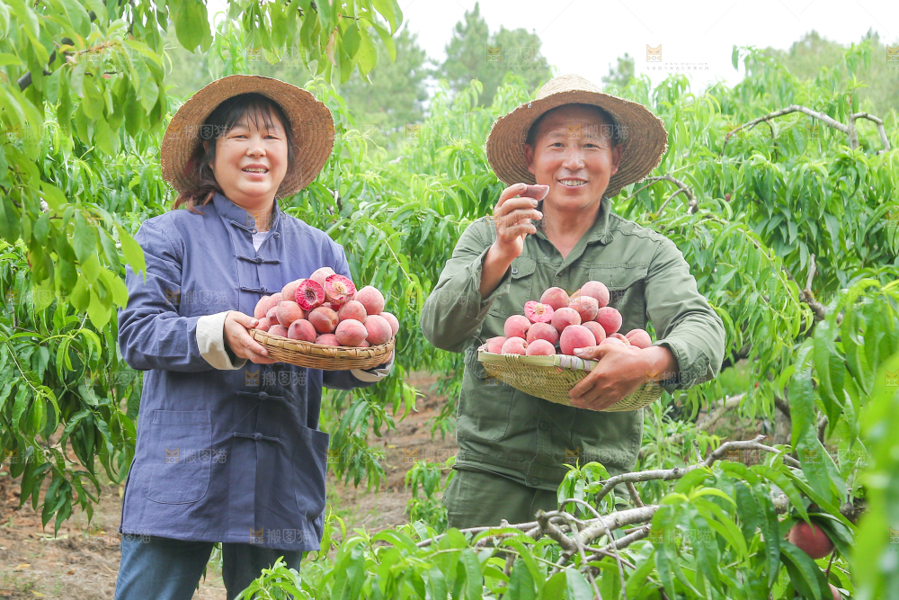 农民手上抱着一篮血桃