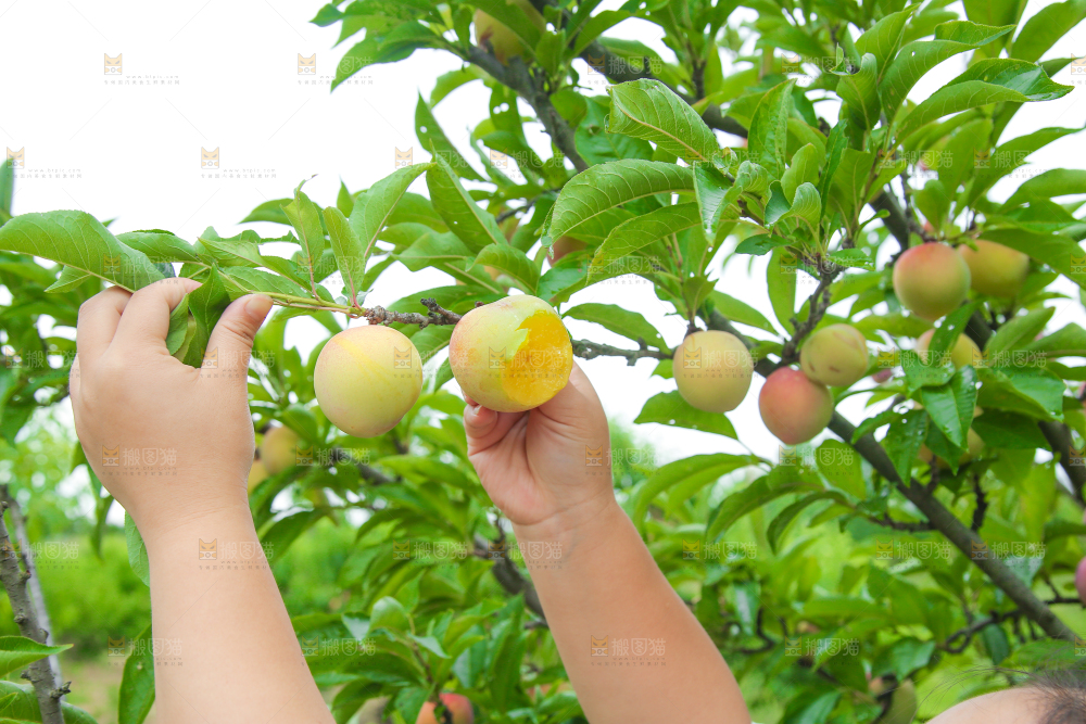 手上拿着李子