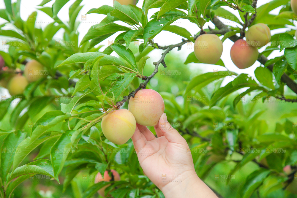 手上拿着李子