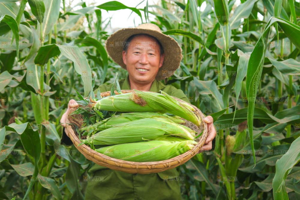 农民抱着一筐玉米