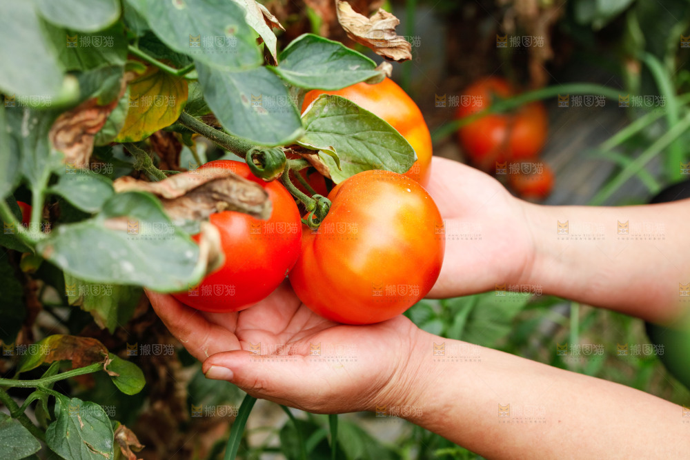 手上拿着沙瓤西红柿