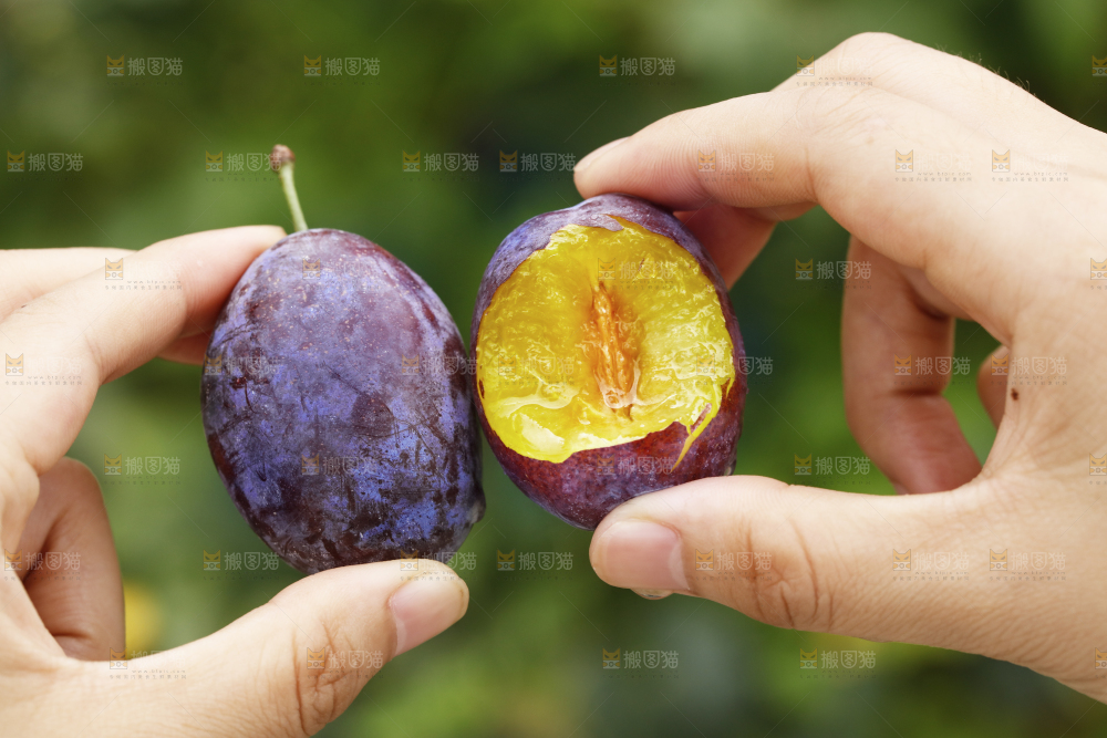 手上拿着新鲜西梅
