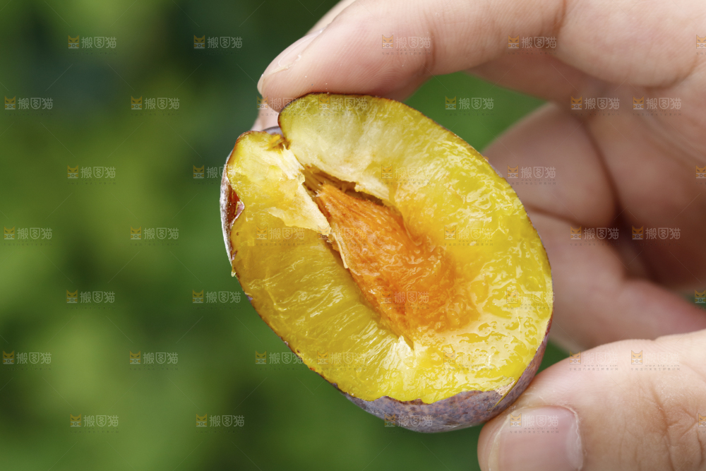 手上拿着新鲜西梅果肉
