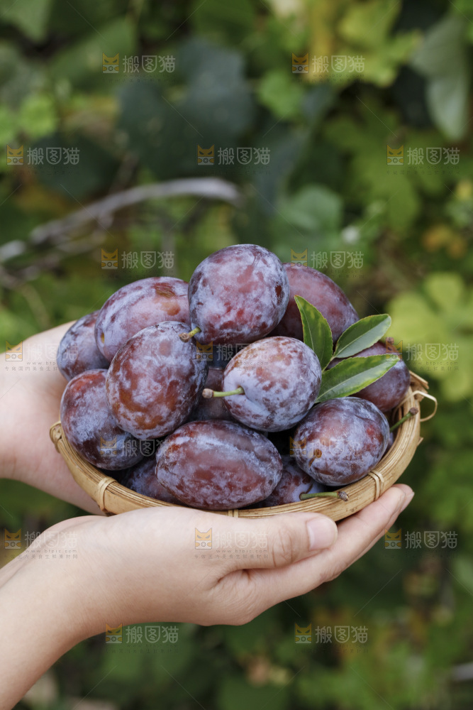 手上拿着一筐新鲜大西梅