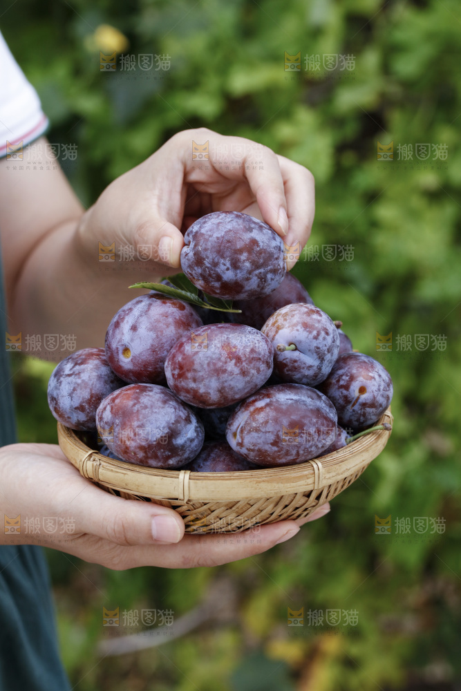 手上拿着一筐新鲜大西梅