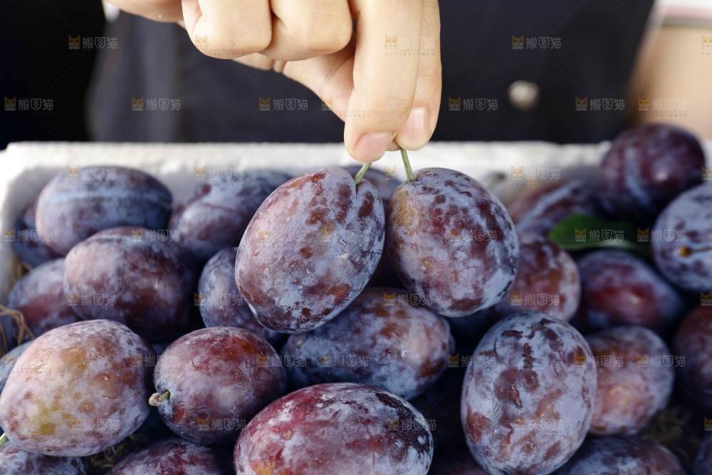 手里拿着新鲜大西梅
