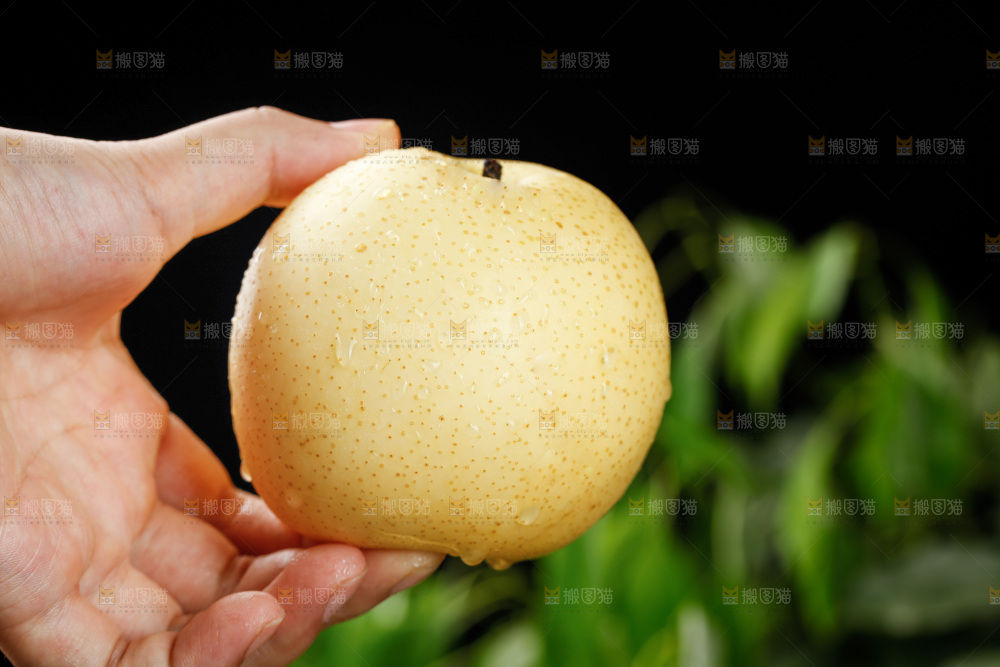 手上拿着皇冠梨