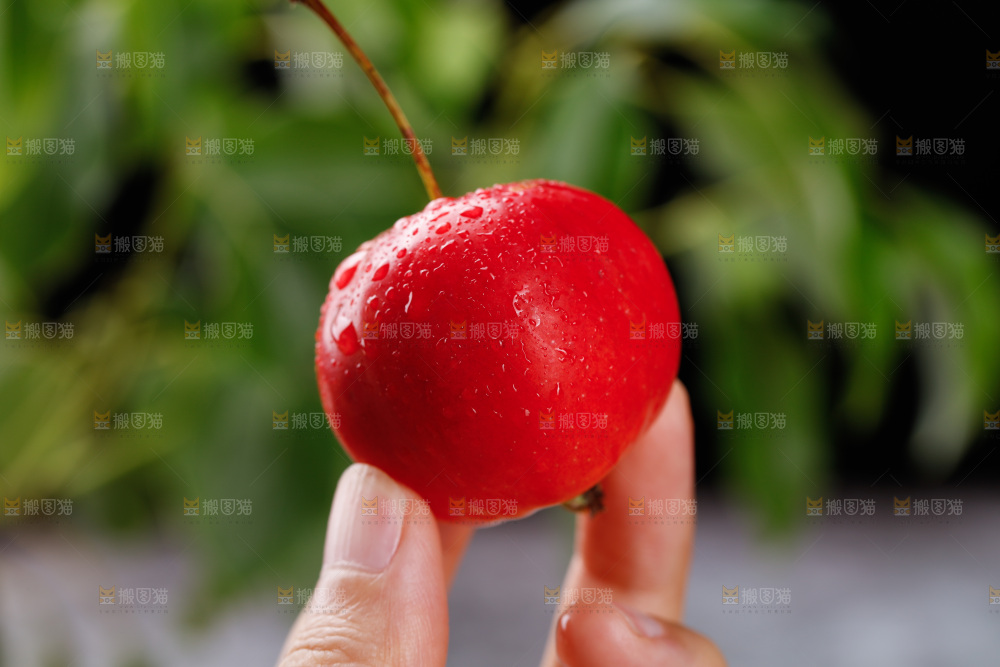 手上拿着东北海棠果