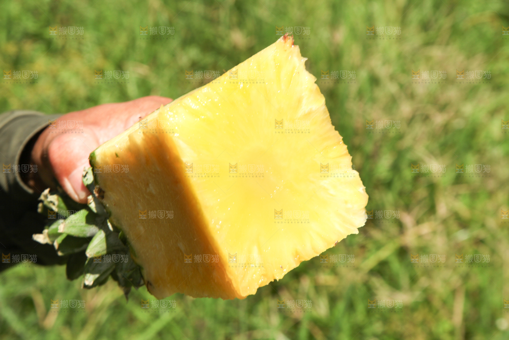 手上拿着削皮的凤梨