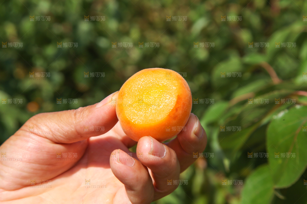 手里拿着切开的黄杏