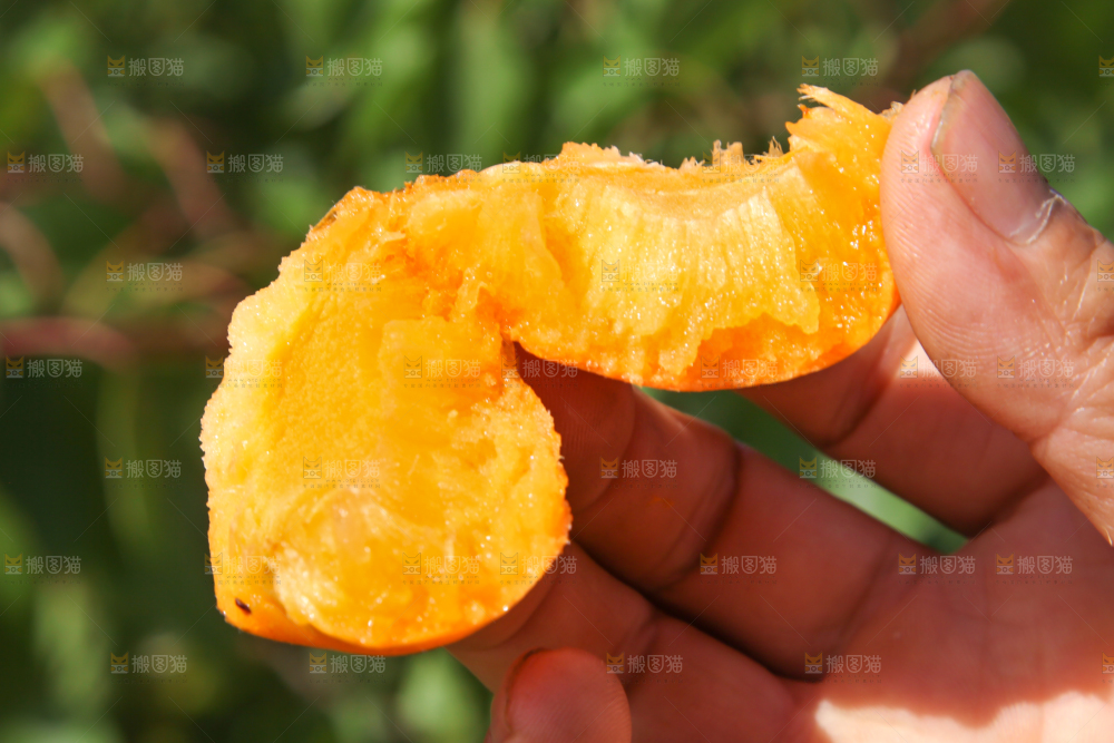 手拿着掰开的黄杏