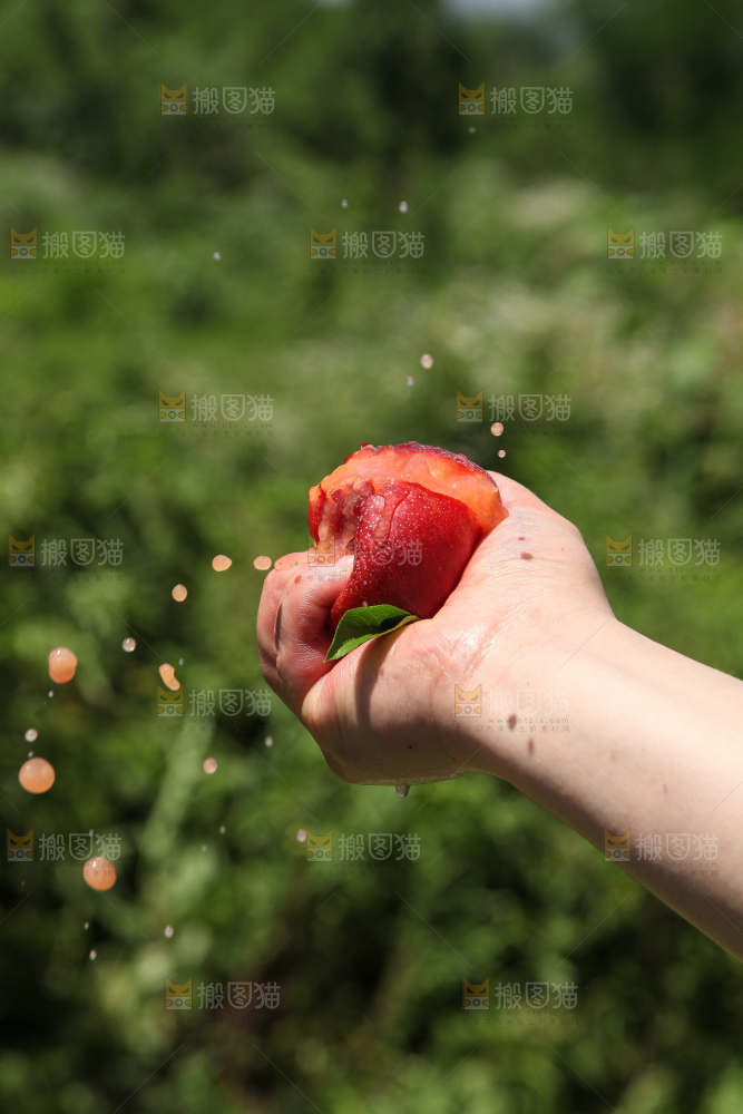 手里爆汁的油桃