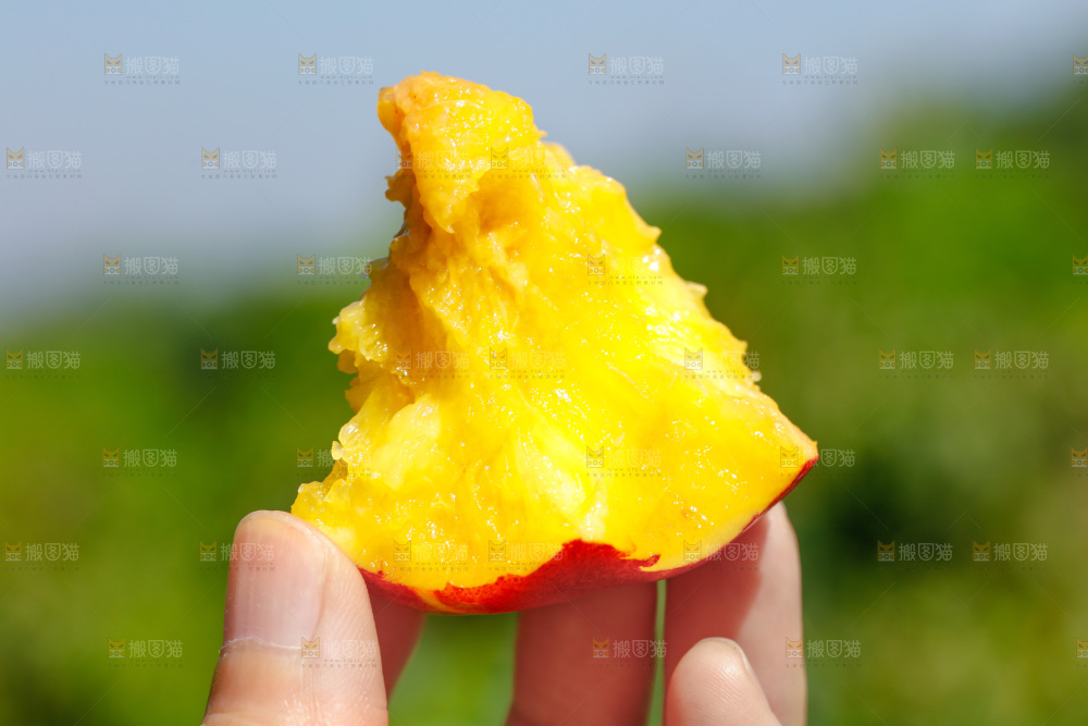 手拿咬开的黄肉油桃