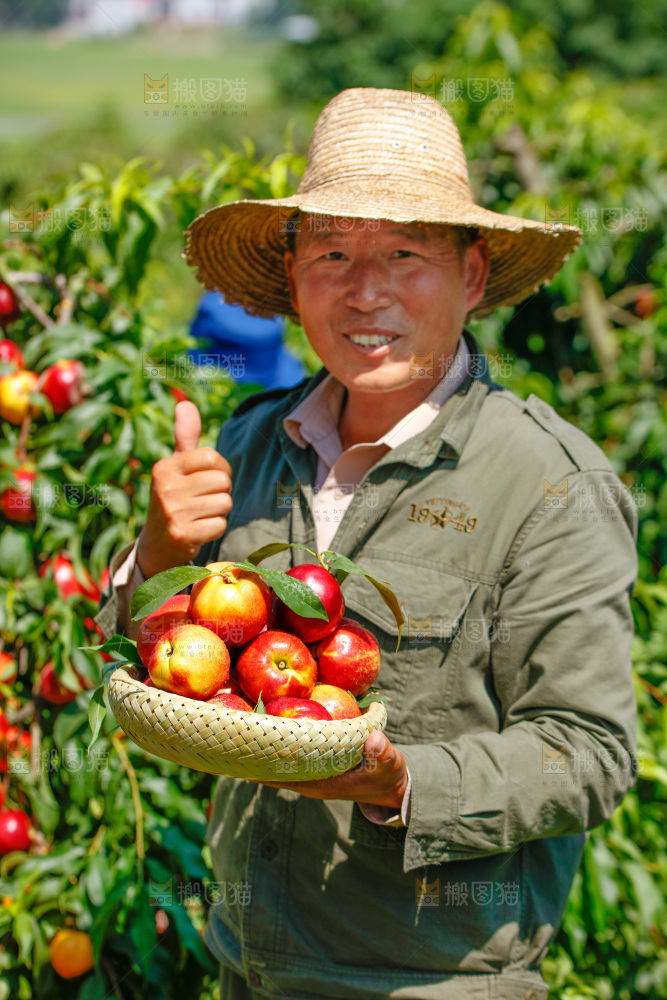 农民拿着一篮新鲜油桃