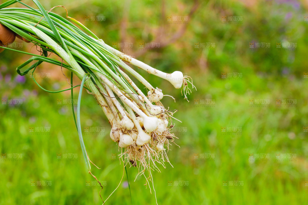 手里拿着新鲜野葱