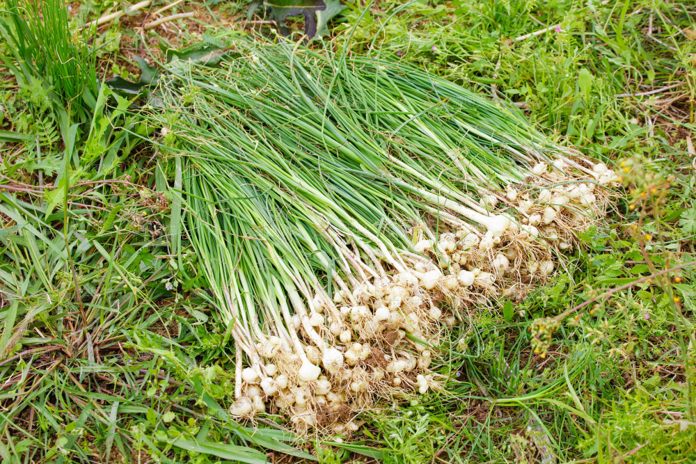 地上放着新鲜野葱