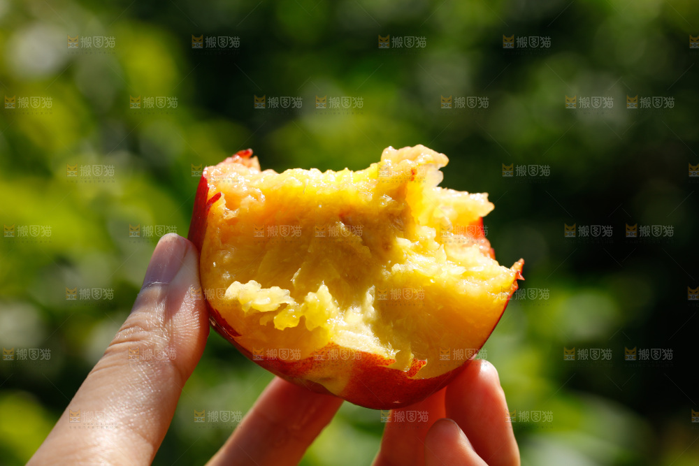 手拿咬开的黄肉油桃