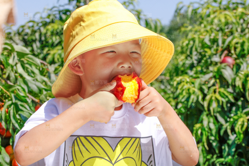 小孩正吃着黄心油桃