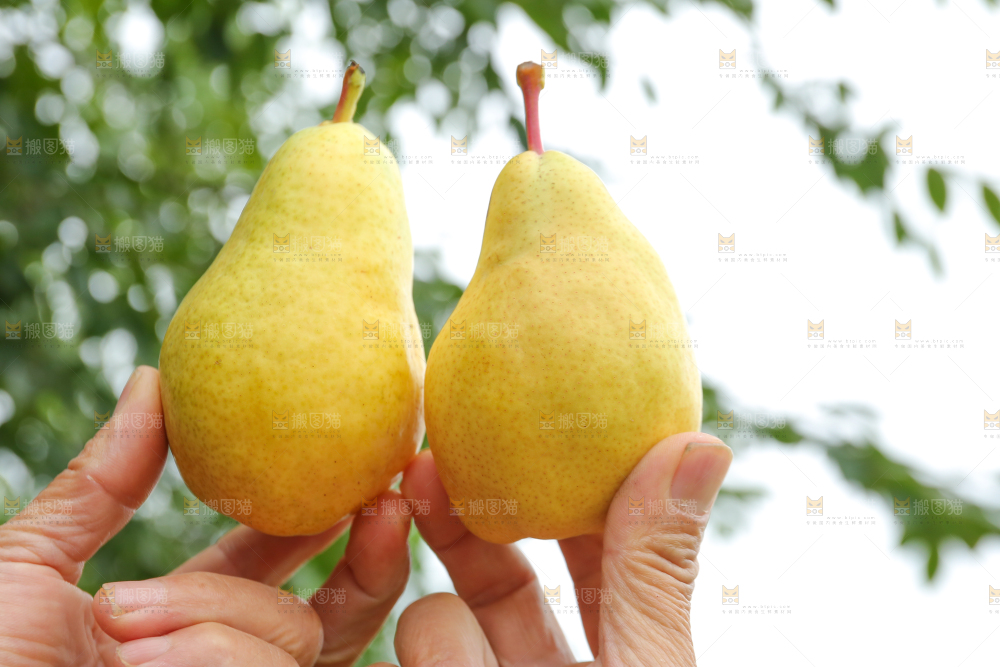 手里拿着新鲜太婆梨