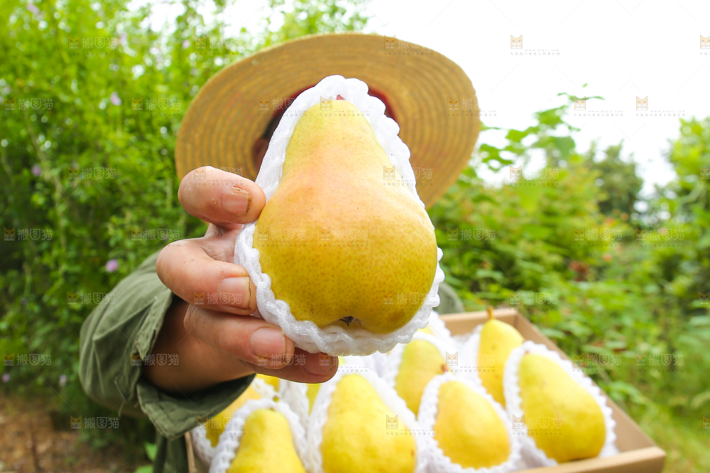农民手里拿着太婆梨