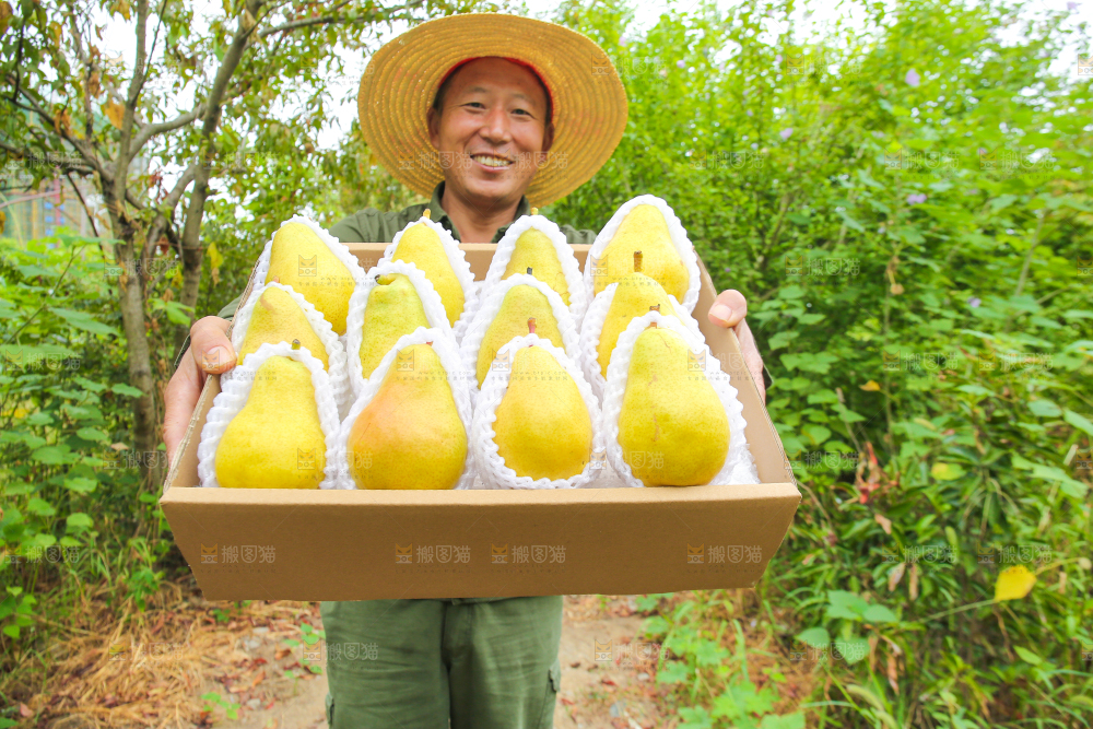 农民手里拿着一箱太婆梨