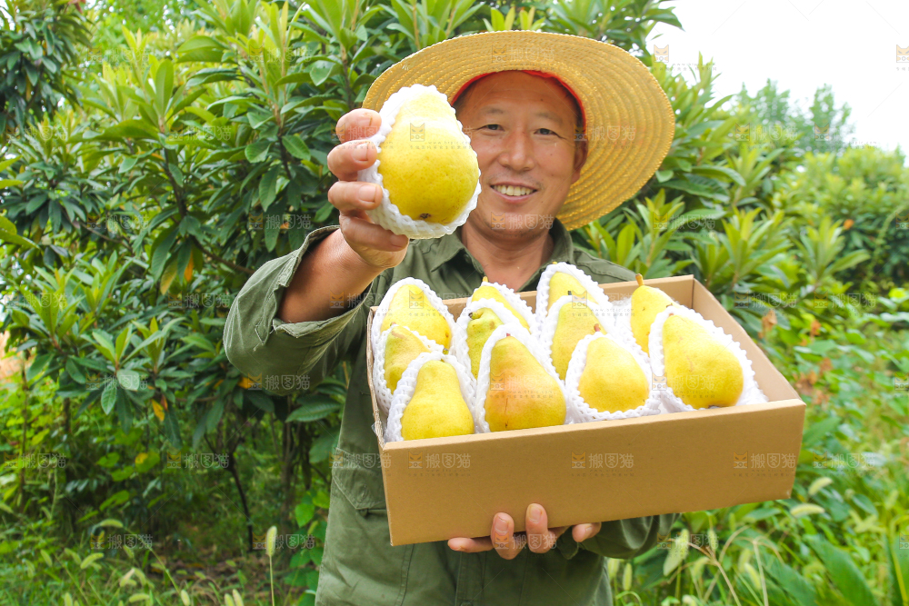 农民手里拿着太婆梨