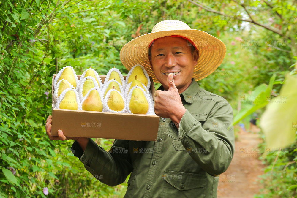 农民手里拿着一箱太婆梨