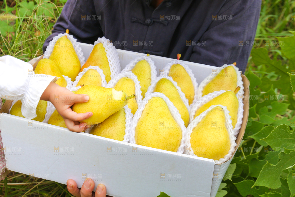 手里拿着烟台太婆梨