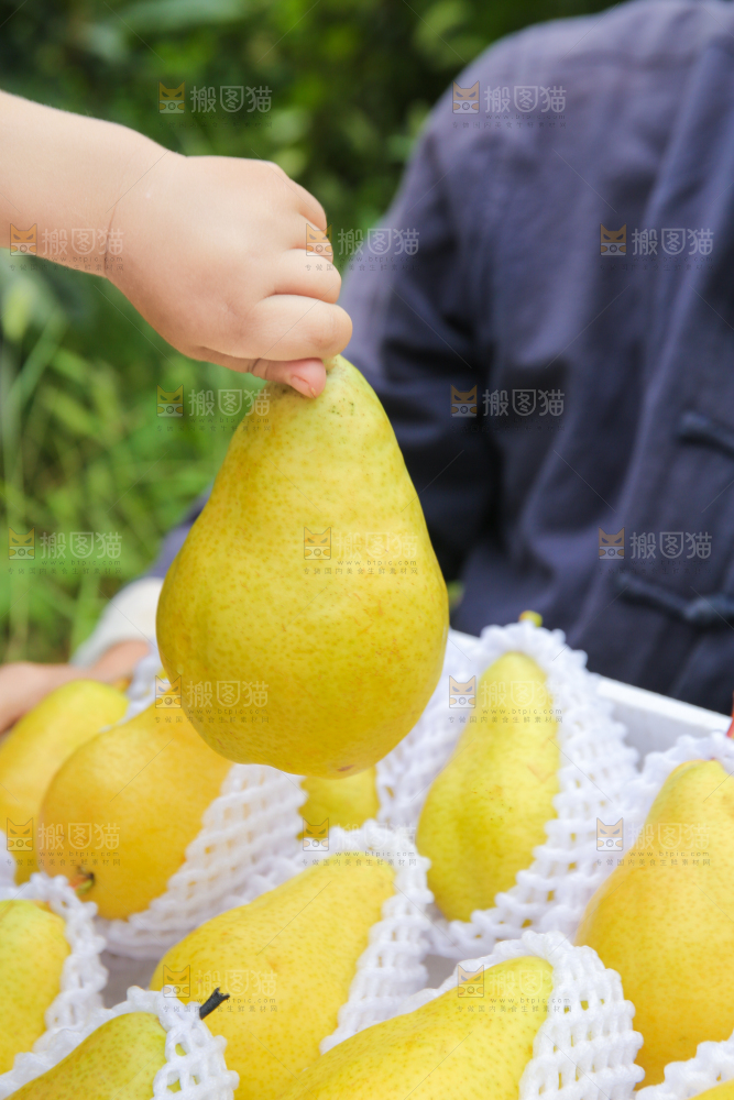 手里拿着烟台太婆梨