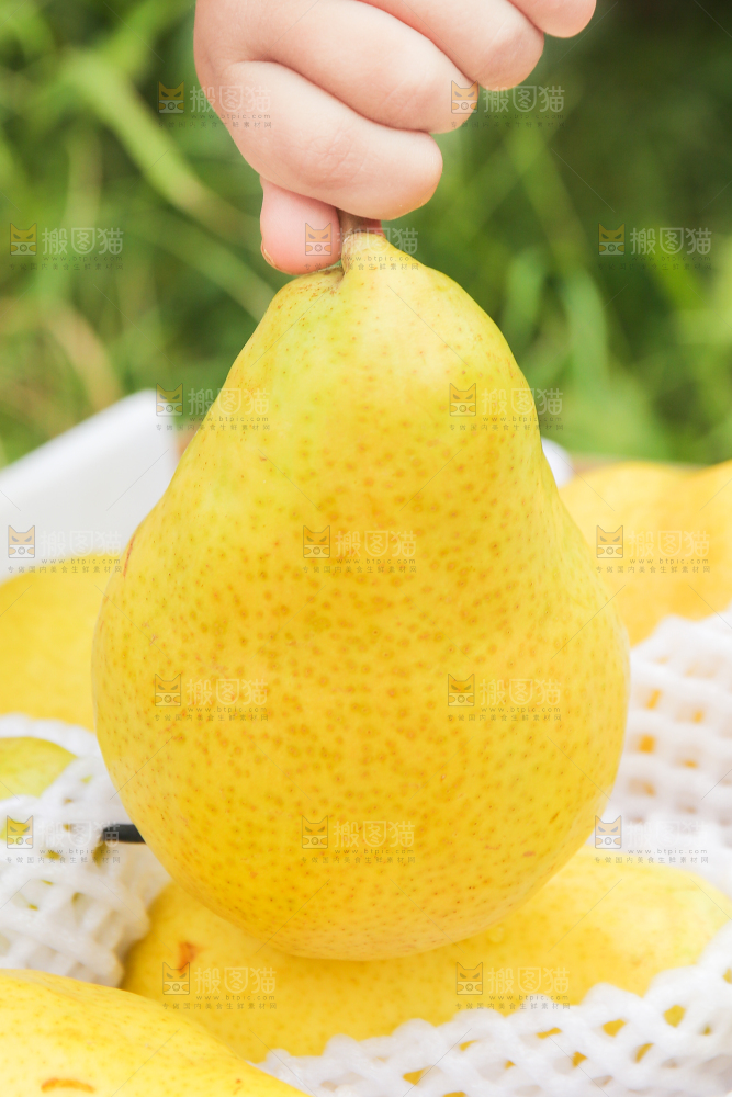 手里拿着烟台太婆梨