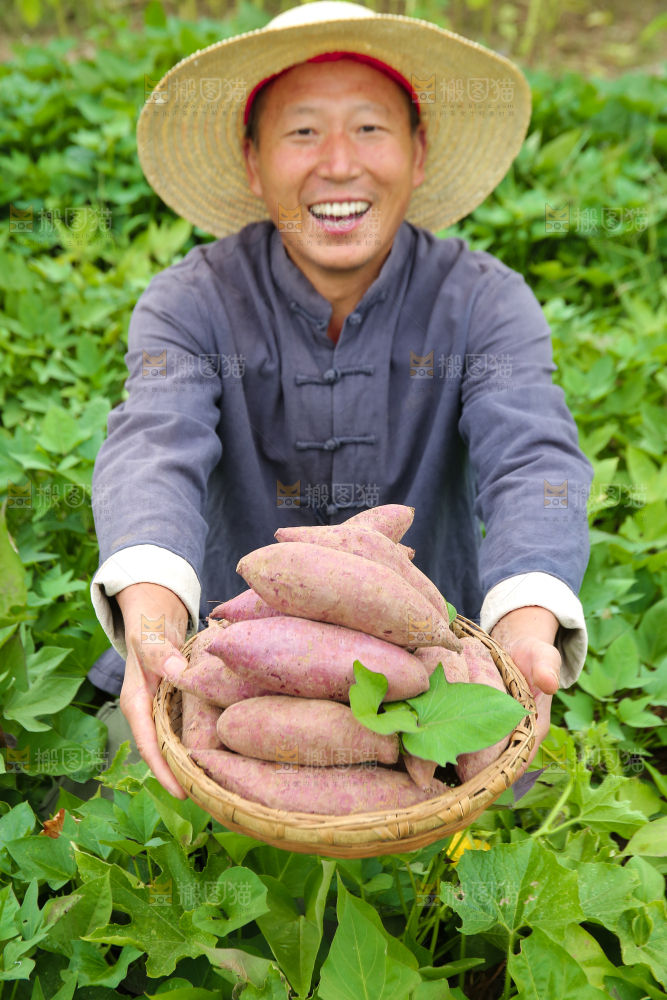 农民手里拿着一篮紫薯