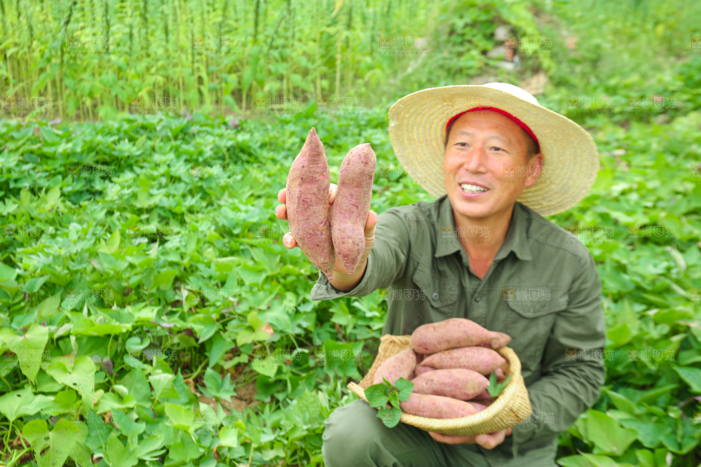 农民手里拿着一篮紫薯
