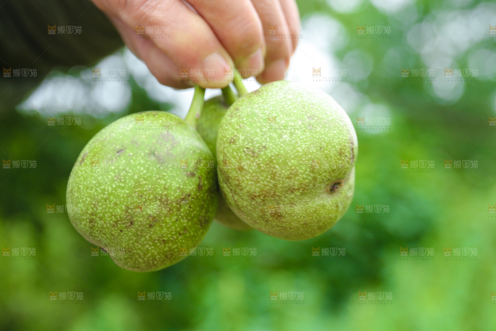 手里拿着青皮核桃