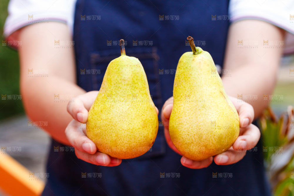 手里拿着新鲜太婆梨