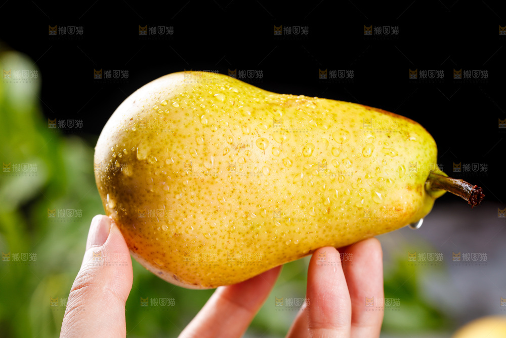 手里放着山东太婆梨